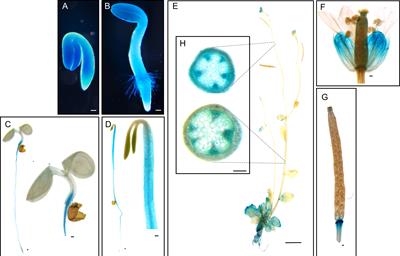 A group III patatin-like phospholipase gene pPLAIIIδ regulates lignin biosynthesis and influences the rate of seed germination in Arabidopsis thaliana